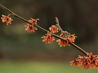 Hamamelis Lansing 2016 01 23 9074